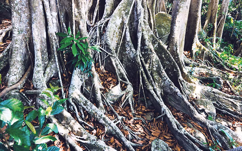 Rễ đa mạnh mẽ bám vào lòng đất, tạo nên hình ảnh độc đáo, ấn tượng. Rễ đa mạnh mẽ bám vào lòng đất, tạo nên hình ảnh độc đáo, ấn tượng.