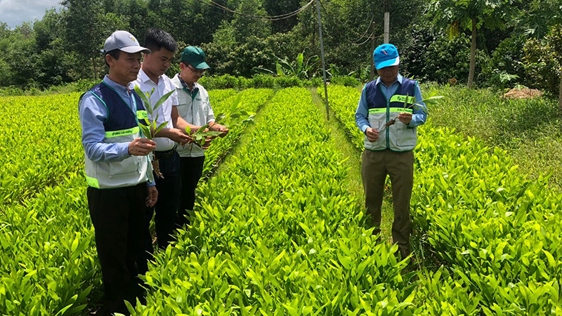 Mô hình vườn ươm cây lâm nghiệp tại xã Vĩnh Hà, huyện Vĩnh Linh (Quảng Trị).