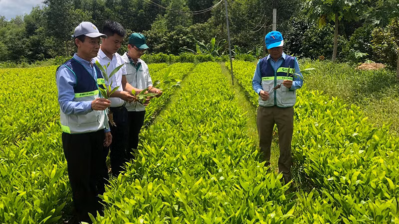 Mô hình vườn ươm cây lâm nghiệp tại xã Vĩnh Hà, huyện Vĩnh Linh (Quảng Trị).