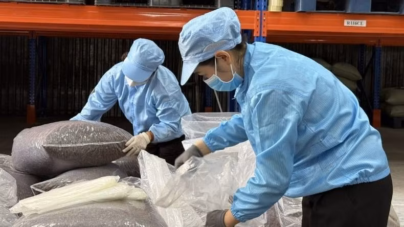 Công nhân Simexco DakLak đóng thùng lô hàng vỏ cà-phê Cascara đặc sản trước khi xuất khẩu sang thị trường Hàn Quốc. 