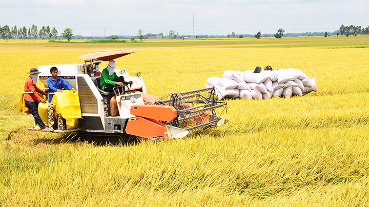 Thu hoạch lúa trên cánh đồng vùng tứ giác Long Xuyên (An Giang).