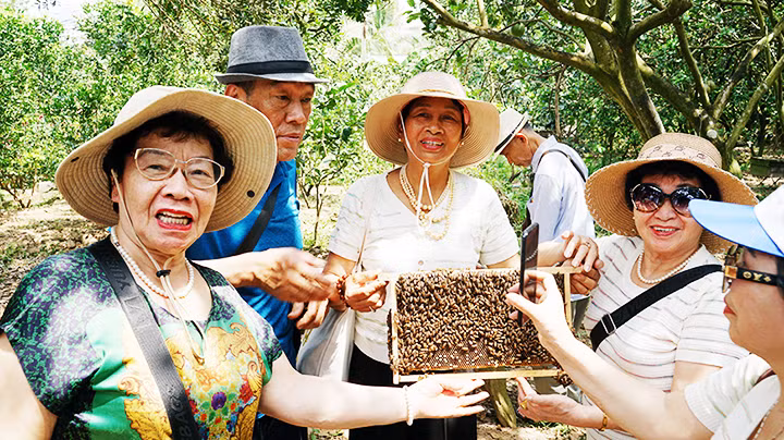 Thích thú với các tổ ong mật.