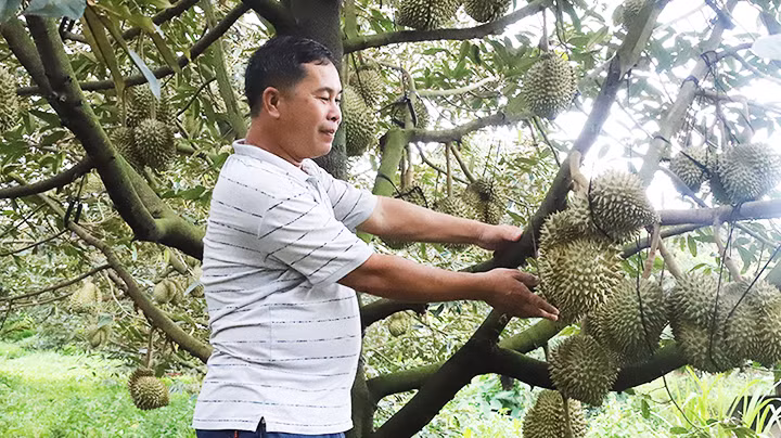 Sầu riêng, loại cây trồng mang lại thu nhập cao nhất hiện nay ở Đắk Lắk.