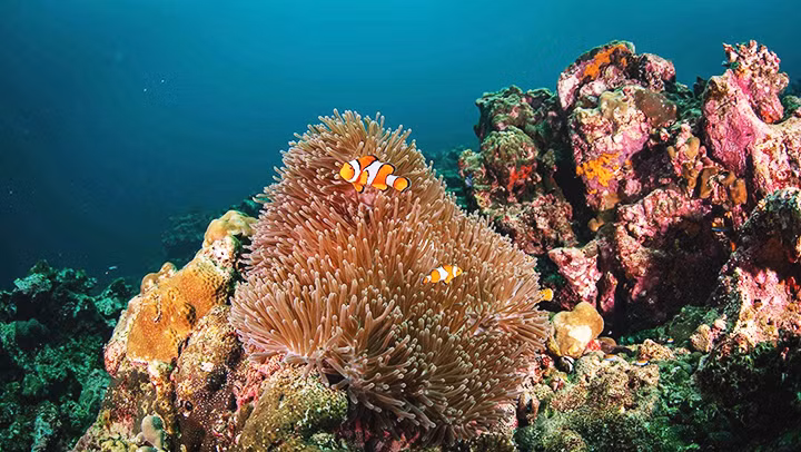 Một rạn san hô mềm. Ảnh: NGỌC SÁNG
