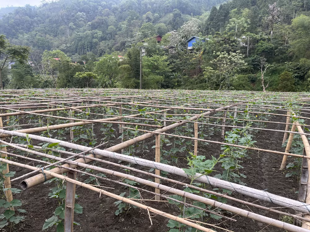 Một giàn leo cho cây bí xanh thơm ở xã Yến Dương, huyện Ba Bể.