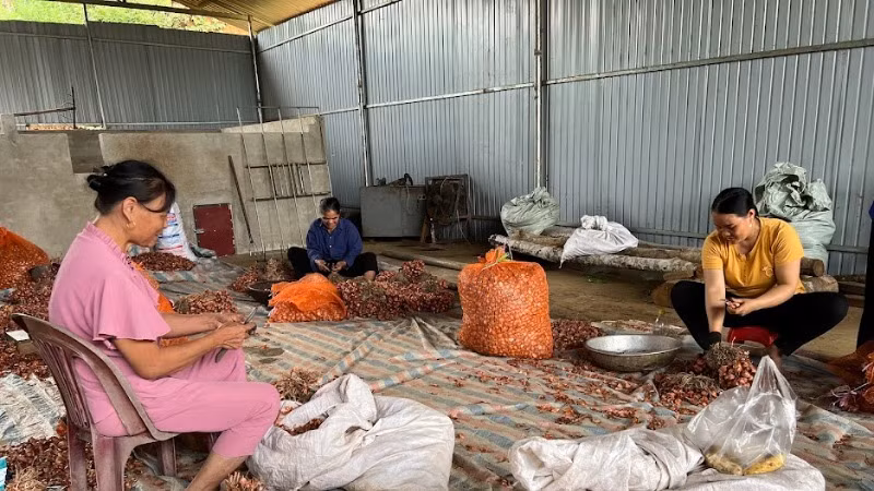 Người dân thôn Nà Săm, xã Thượng Giáo, huyện Ba Bể chuẩn bị củ hành giống cho gieo trồng. (Ảnh: TUẤN SƠN)