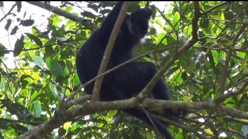 Cá thể Voọc được ghi lại hình ảnh trong Khu bảo tồn thiên nhiên Kim Hỷ. (Ảnh: XUÂN DIỆU)