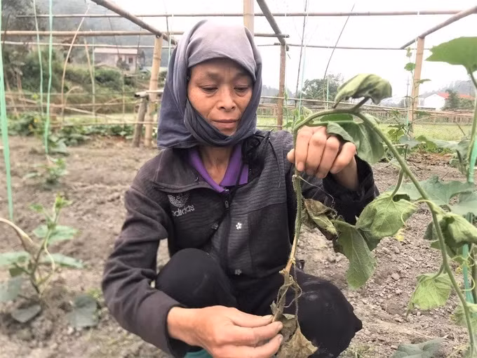 Dịch bệnh làm cây bí bị thối gốc rồi chết. (Ảnh: Ngọc Tú)