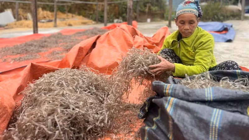 Miến tráng tay theo phương pháp thủ công cho sợi miến to hơn nhưng chất lượng cũng thơm, ngon hơn. (Ảnh: NGỌC TÚ)