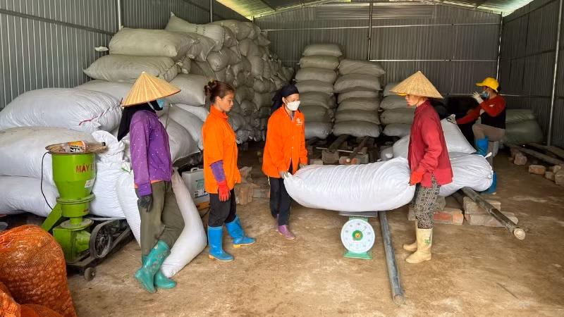 Người dân thôn Nà Săm, xã Thượng Giáo, huyện Ba Bể cân dược liệu bán cho đơn vị bao tiêu. (Ảnh: TUẤN SƠN).