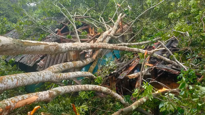 Gió lốc mạnh giật gãy cây xanh đổ vào nhà dân. Ảnh: TRẦN LỘC