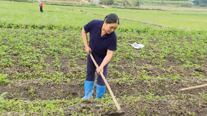Tiếc công làm đất nên nhiều hộ dân ở thôn Bản Phố, xã Cao Kỳ tự bỏ tiền mua giống khoai tây về trồng dù đã quá thời vụ. (Ảnh: NGỌC TÚ).