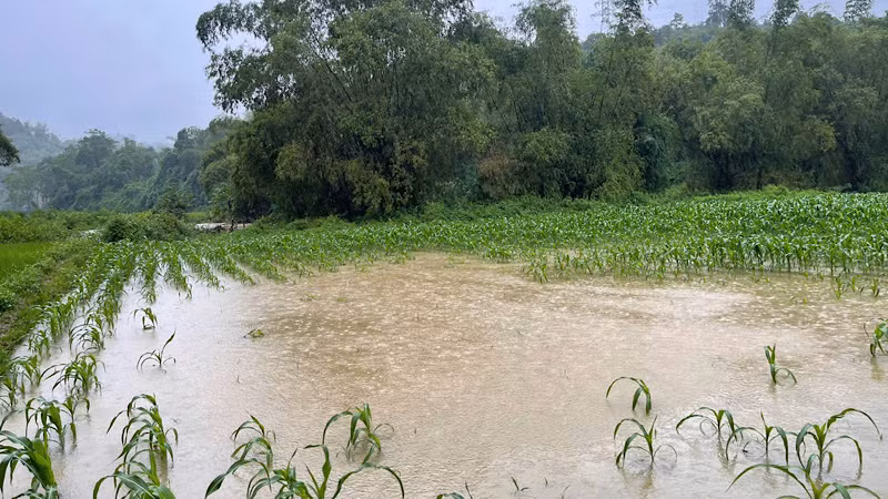 Một diện tích ngô ngập sâu trong nước lũ tại huyện Bạch Thông. (Ảnh: THU TRANG).