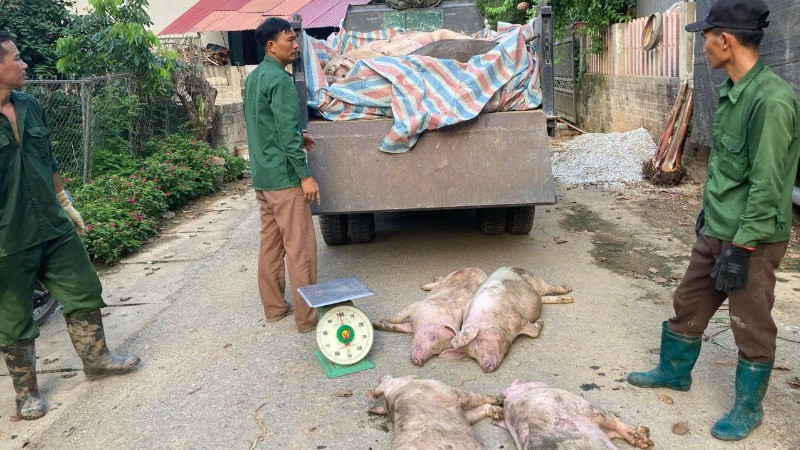 Thu gom lợn nhiễm dịch tả lợn châu Phi đem tiêu hủy tại thành phố Bắc Kạn (ảnh chụp thời điểm năm 2024). (Ảnh: THU TRANG)