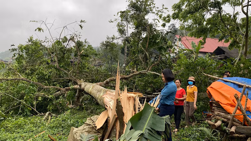 Gió lốc mạnh làm gẫy, đổ cây xanh ở huyện Bạch Thông. (Ảnh: TRẦN LỘC).