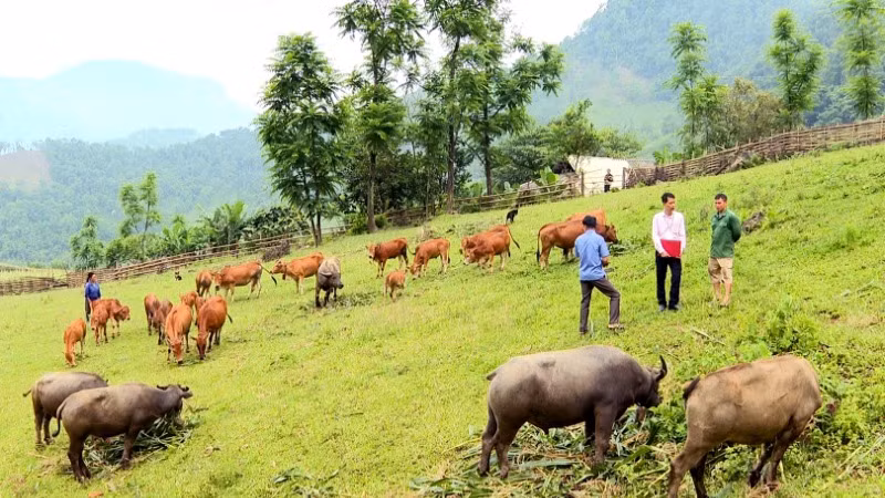 Cán bộ Phòng Giao dịch Ngân hàng Chính sách xã hội huyện Pác Nặm kiểm tra việc sử dụng vốn vay phát triển chăn nuôi. (Ảnh: THU CÚC)