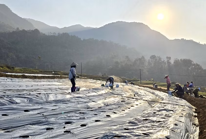 Dự án bắt đầu trồng 7ha cây cà gai leo tại xã Thượng Giáo, huyện Ba Bể. Ảnh: THU TRANG.