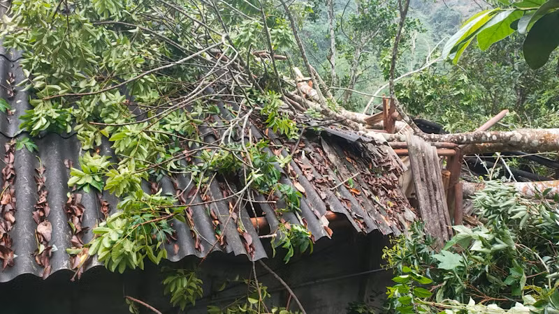 Một căn nhà lợp tôn bị cây đổ vào gây hư hại nặng. Ảnh: TRẦN LỘC.
