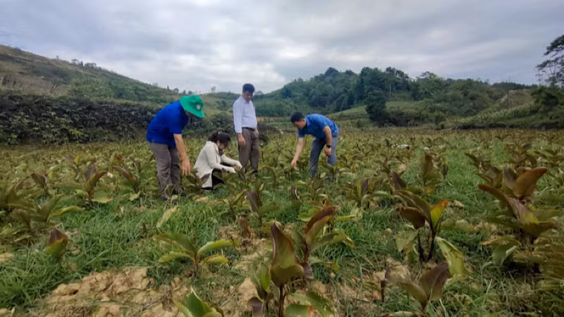 Sở Nông nghiệp và phát triển nông thôn Bắc Kạn kiểm tra tình hình hạn hán tại xã Phúc Lộc, huyện Ba Bể. (Ảnh: THU TRANG)