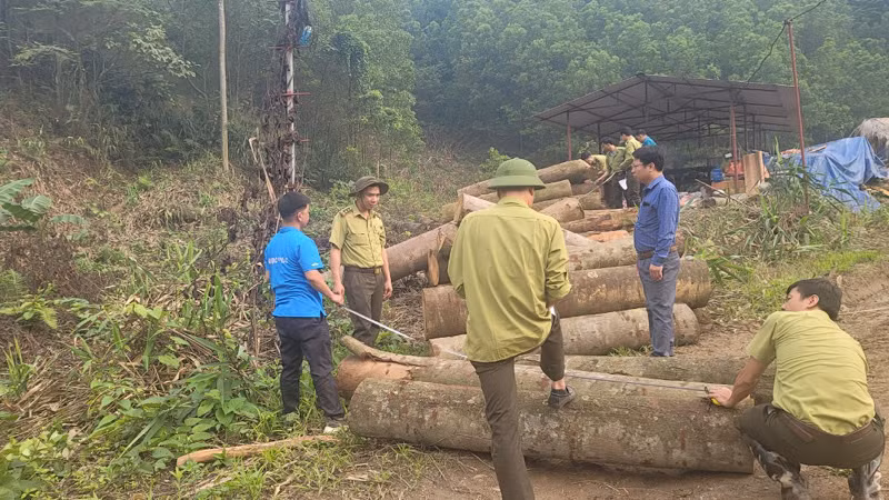 Lực lượng chức năng kiểm đếm gỗ vi phạm trong một vụ phá rừng tại huyện Chợ Đồn.