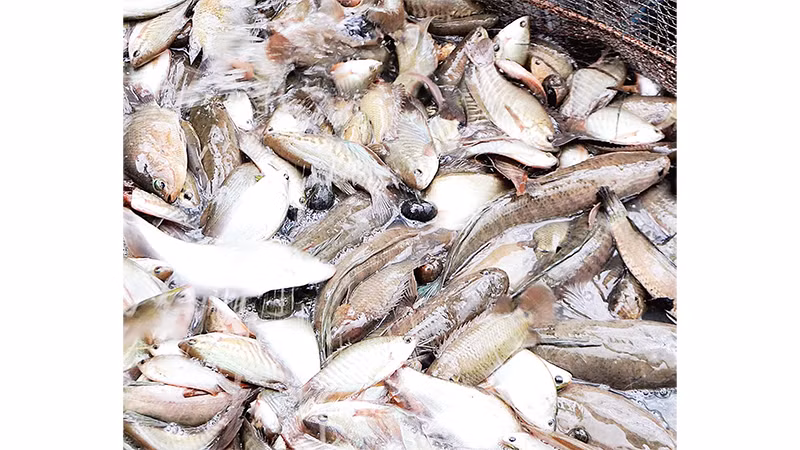 Dùng lưới chụp đìa ở vùng nông thôn xã Khánh Hải, huyện Trần Văn Thời, tỉnh Cà Mau..