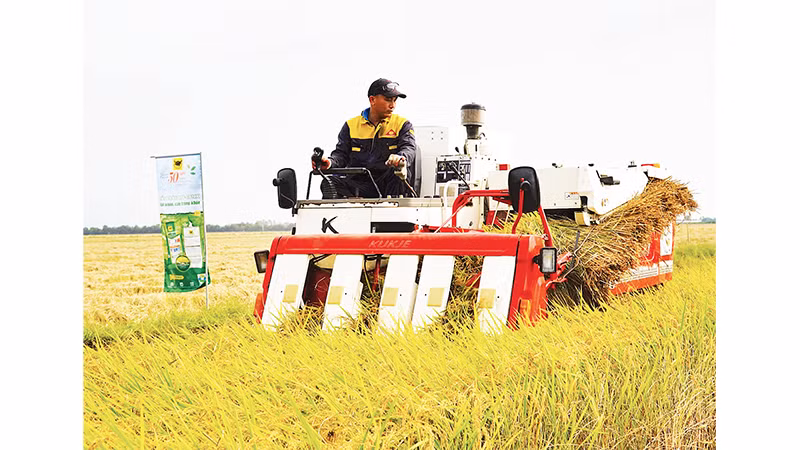 Máy cơ giới trình diễn thu hoạch lúa chất lượng cao, phát thải thấp.