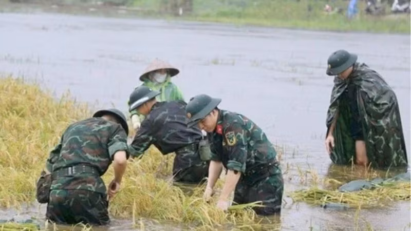 Cán bộ, học viên Trường Quân sự Bộ Tư lệnh Thủ đô Hà Nội giúp nhân dân thu hoạch lúa.