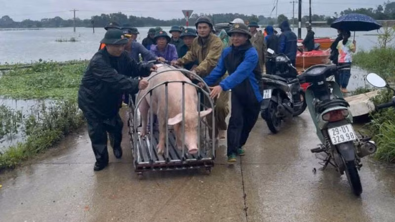 Các lực lượng chức năng giúp người dân vùng ngập lụt di chuyển đồ đạc, vật nuôi đến nơi an toàn.