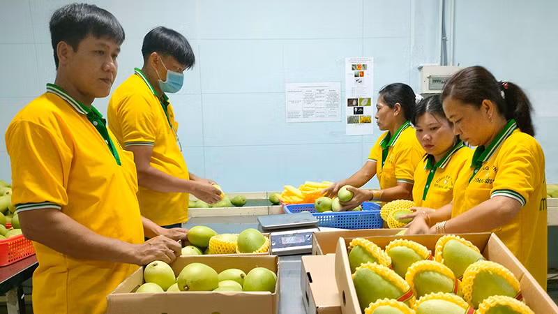 Sơ chế, đóng gói, bảo quản xoài tại Công ty TNHH Kim Nhung, thành phố Cao Lãnh, tỉnh Ðồng Tháp. 