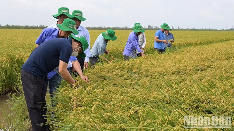 Nông dân tham quan đánh giá giống lúa ĐS1 của Vinarice trên cánh đồng liên kết bao tiêu sản phẩm 50 ha tại huyện Tam Nông, tỉnh Đồng Tháp. (Ảnh: HỮU NGHĨA)