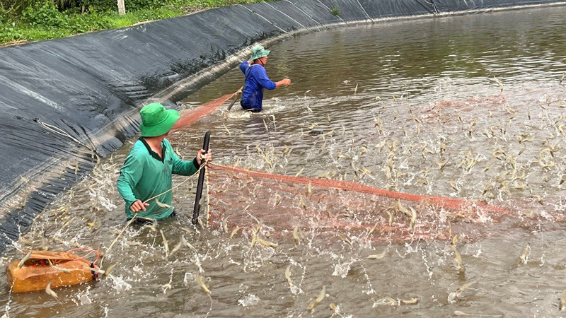 Nông dân thu hoạch tôm ở tỉnh Bến Tre.