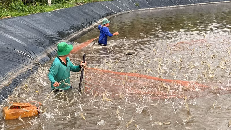 Nông dân thu hoạch tôm ở tỉnh Bến Tre.