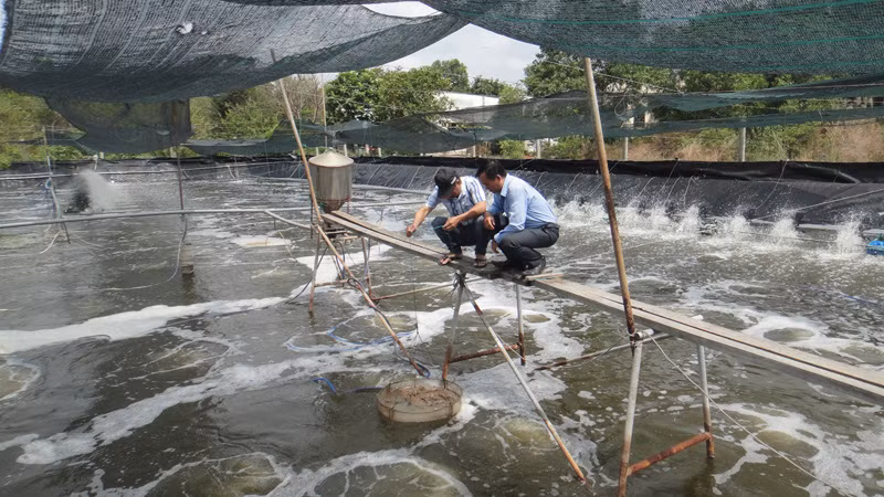 Nuôi tôm tại vùng ven biển ở Thành phố Hồ Chí Minh.