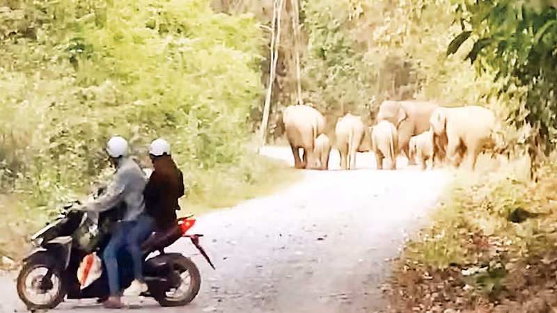 Hơn một tháng trở lại đây, đàn voi rừng bảy con thường xuyên ra gần khu dân cư tại ấp 3, xã Mã Đà, huyện Vĩnh Cửu.