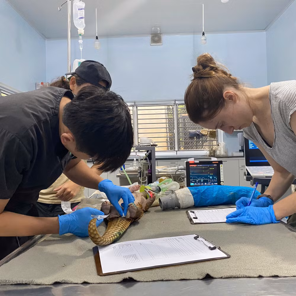 Kiểm tra tình trạng sức khỏe các cá thể tê tê.