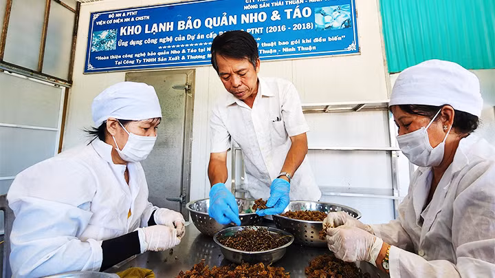 Đẩy mạnh chế biến, nâng cao giá trị trái nho.