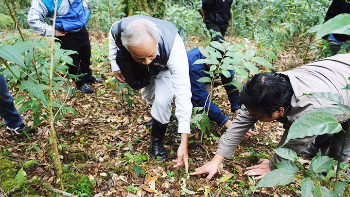 Vườn ươm sâm Ngọc Linh.
