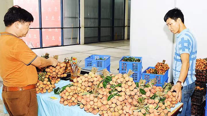 Thu mua, phân loại vải xuất khẩu ở Lục Ngạn (Bắc Giang). Ảnh: NAM ANH