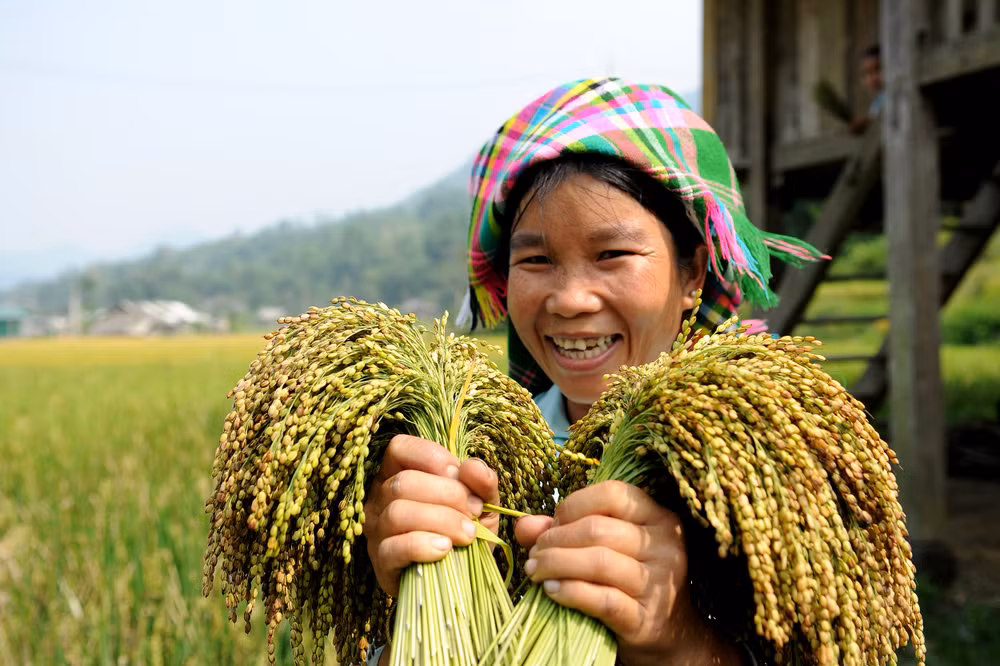 Thu hoạch nếp nương tại xã Tú Lệ, huyện Văn Chấn (Yên Bái). Ảnh: Đăng Khoa
