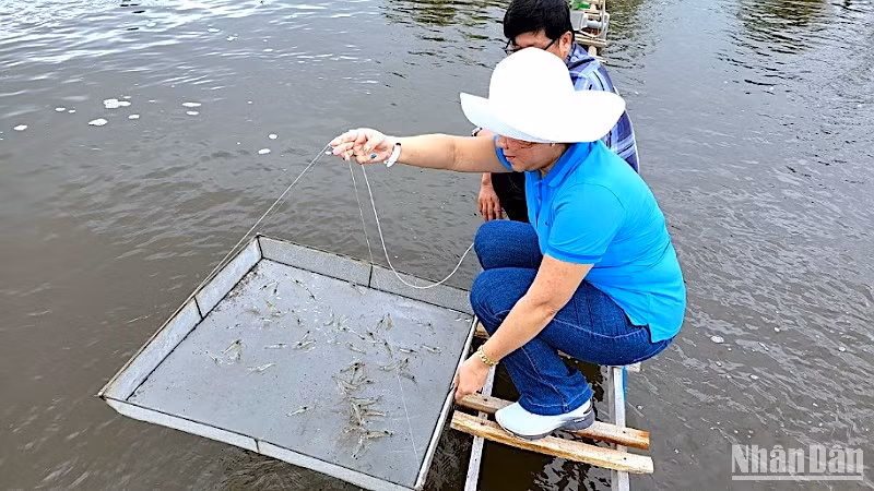 Cà Mau ứng dụng công nghệ mới tuần hoàn nước khép kín vào nuôi tôm thẻ siêu thâm canh.