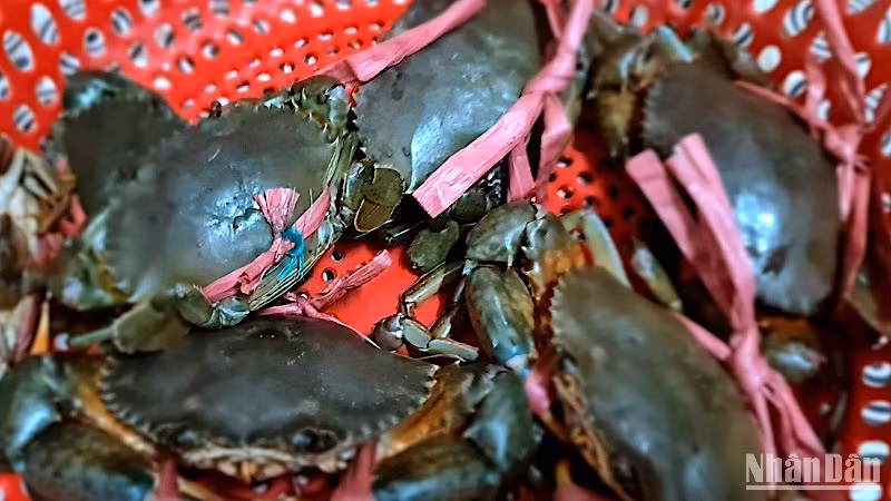 Cà Mau hiện có diện tích và sản lượng cua nuôi lớn nhất nước ta.