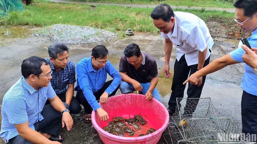 Chính quyền và ngành chức năng huyện Năm Căn, tỉnh Cà Mau xuống kiểm tra cua nuôi trong vuông tôm của hộ dân xã Đất Mới.