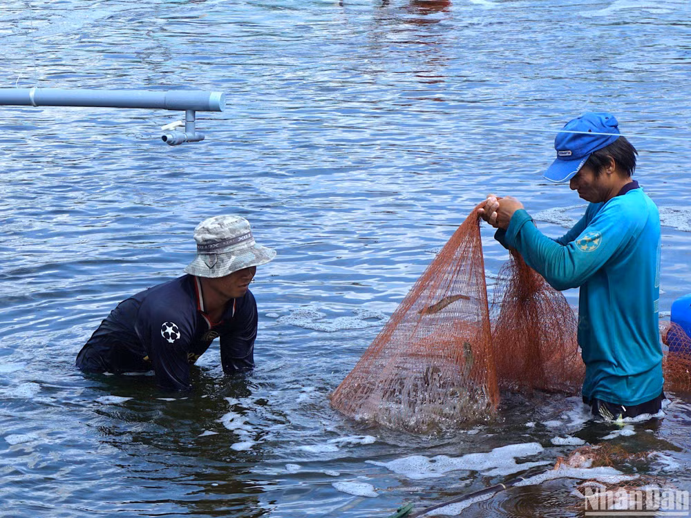 Thu hoạch tôm siêu thâm canh năng suất cao tại huyện Đầm Dơi, tỉnh Cà Mau.