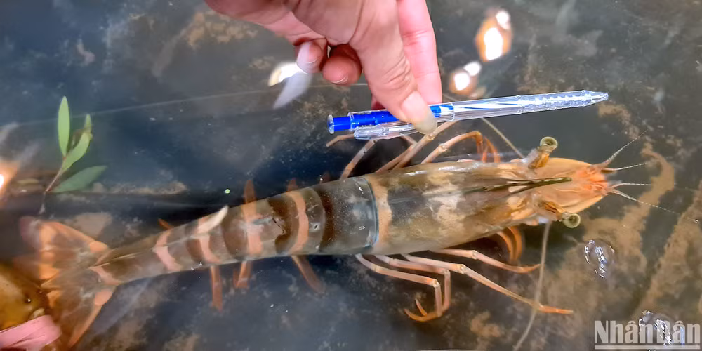 Tôm sú nuôi tự nhiên dưới tán rừng ngập mặn Cà Mau có kích thước lớn được trưng bày tại Festival tôm Cà Mau. Tôm sú nuôi tự nhiên dưới tán rừng ngập mặn Cà Mau có kích thước lớn được trưng bày tại Festival tôm Cà Mau.