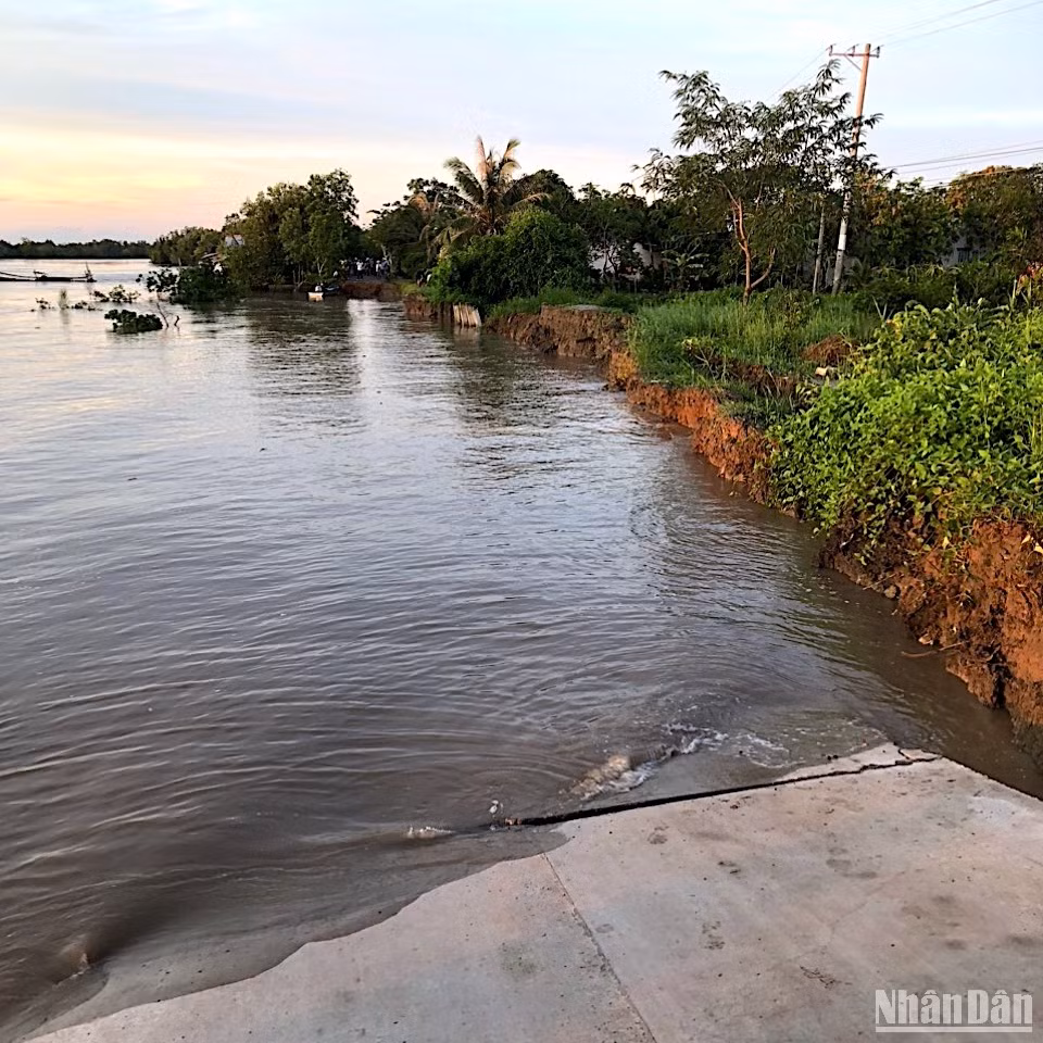Chính quyền huyện Đầm Dơi huy động phà tạm để giải phóng lượng xe bị ùn ứ sau vụ sạt lở đường về trung tâm xã Nguyễn Huân.