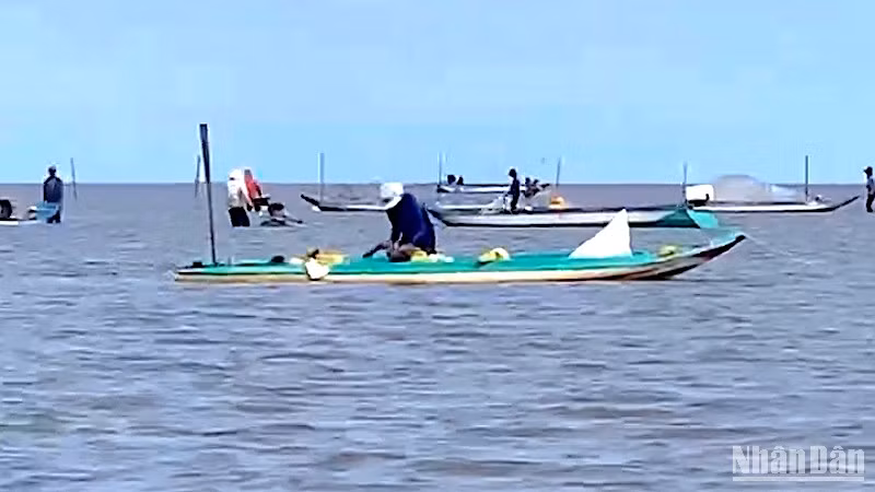 Nhiều người tham gia khai thác nguồn lợi nghêu giống vùng ven biển thuộc Vườn Quốc gia Mũi Cà Mau.