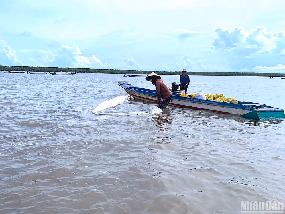 Dòng người khai thác nghêu giống đa phần thuộc diện có hoàn cảnh khó khăn, mưu sinh bằng nghề làm mướn, làm thuê.