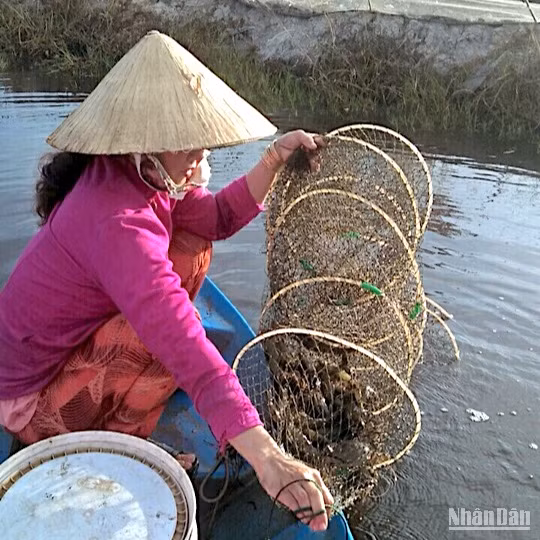 Nhà nông xã Trí Lực (huyện Thới Bình) dùng ngư cụ bắt tôm trên đồng lúa-tôm nuôi thí điểm theo tiêu chuẩn ASC.