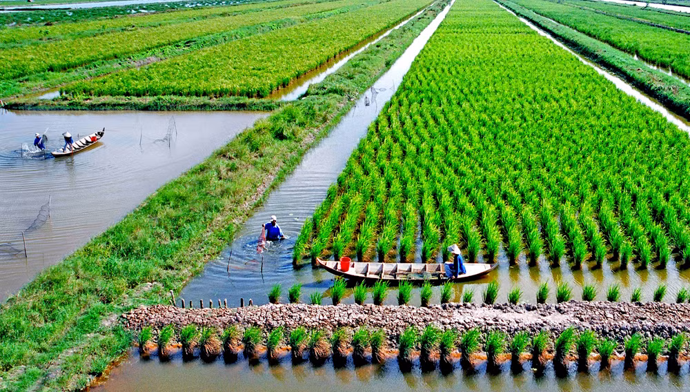 Luân canh lúa-tôm tại huyện Thới Bình (tỉnh Cà Mau) được xem là mô hình sản xuất thuận thiên, đang được phát triển nhiều nơi trong khu vực đồng bằng sông Cửu Long. (Ảnh: Ban tổ chức cung cấp).
