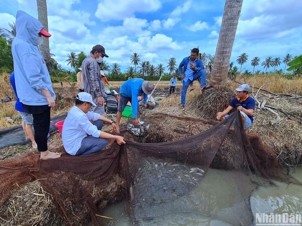 Vùng quê Khánh Hải gắn với Nghệ nhân dân gian Nguyễn Long Phi còn biết đến là “rún” cá đồng của huyện Trần Văn Thời.